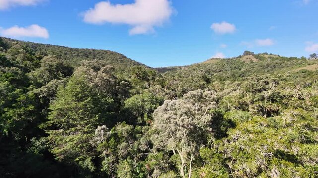 Aerial view of a brazilian rainforest with Araucaria trees