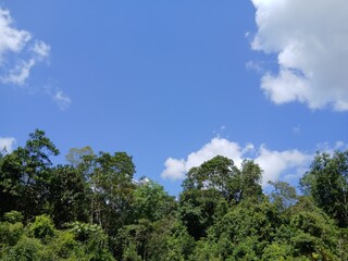 Fototapeta premium Blue Sky Above Tropical Rainforest in Central Kalimantan, Indonesia