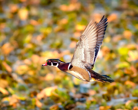 Wood Duck In Flight Over Sheldon Marsh