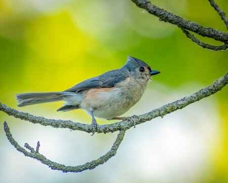 Tufted Titmouse at Sheldon Marsh