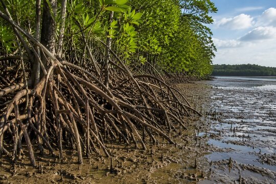 Mangrove tree roots spread across a tidal mudflat, preventing soil erosion.