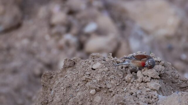 Wildlife footage of an adult male Common linnet (Linaria cannabina) perched on the ground, side view to the camera lens on a summer evening.	