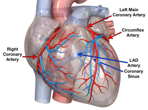 Three dimensional anatomy render of human heart showing coronary artery network map.