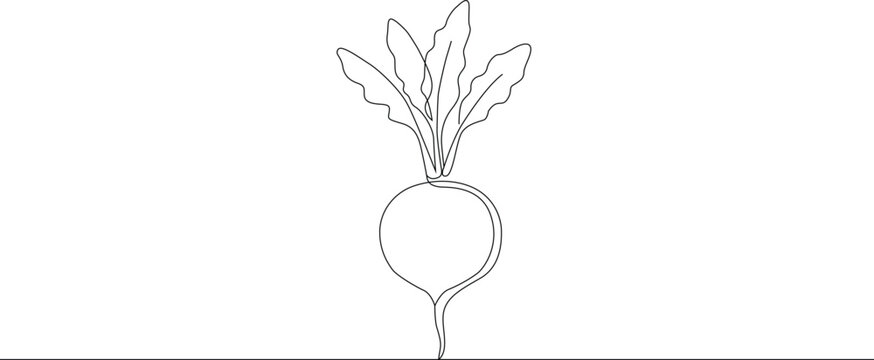 Single continuous line drawing of a fresh organic beet vegetable. Single stroke style. Editable thin outline vector illustration