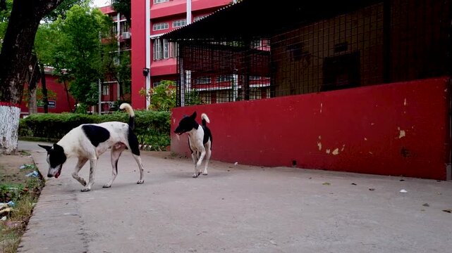 Two stray dogs walking along paved campus walkway near red building