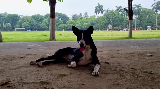 Black and white stray dog resting in tree shade on campus grounds