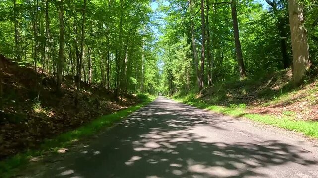 A paved forest road winds forward through tall green trees, dappled sunlight shifting steadily across the path as shadows move while the camera advances forward in daylight.