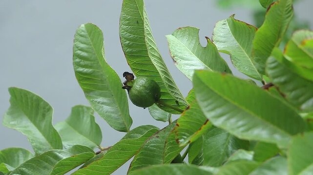 Close-up of fresh green guava fruits growing naturally on a tropical tree with lush leaves and gentle movement in daylight. Ideal for agriculture, organic farming, gardening, and healthy food concepts