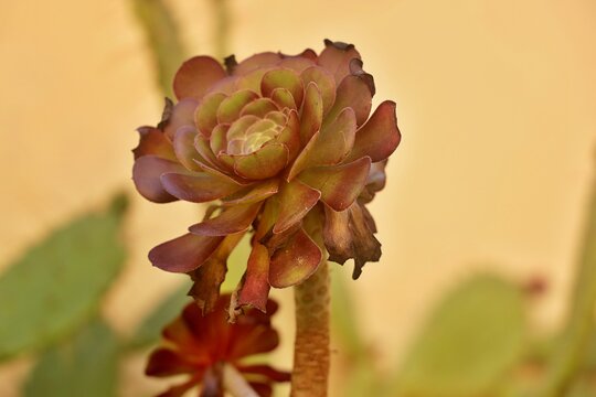 Aeonium