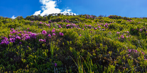 Fototapeta premium Sunlit hillside covered with pink wildflowers and green grasses for spring nature background and wallpaper