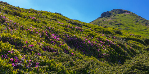 Fototapeta premium Grassy mountain slope dotted with pink wildflowers under clear blue sky for nature banner and landscape background