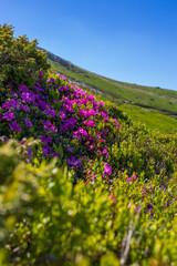Fototapeta premium Vertical closeup of pink rhododendron on alpine slope with blue sky for mobile background and nature wallpaper design