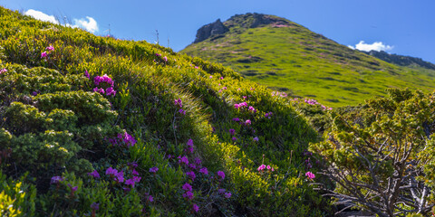 Fototapeta premium Panoramic alpine mountain slope with pink rhododendron blooms and clear blue sky for landscape background and poster design