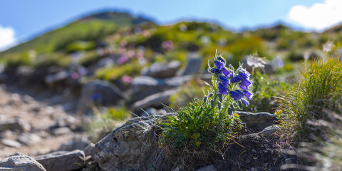 Fototapeta premium Panoramic mountain path with blue alpine flowers on rocky ridge for landscape banner and outdoor nature wallpaper design