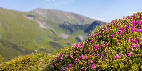 Fototapeta premium Mountain hillside covered with pink alpine flowers in summer meadow for nature background and wallpaper