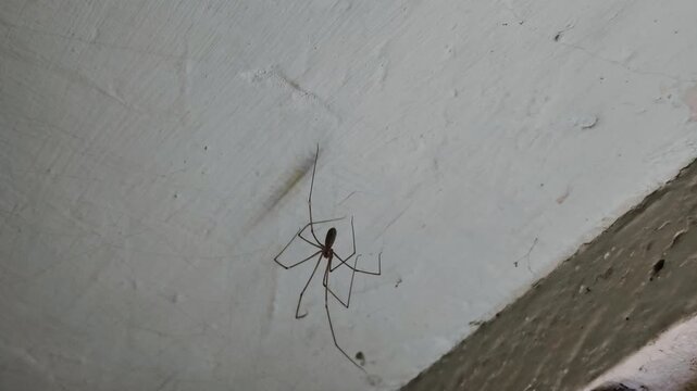Daddy long legs spider crawling on a dirty wall corner