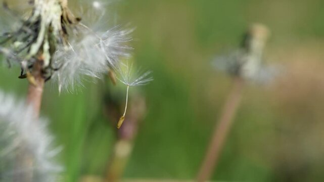 Dandelion seed attached on flower with bristles and dance in light wind close up