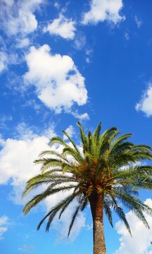 Tropic palm high in the sky with white fluffy clouds in Mediterranean city, tropical summer palm background