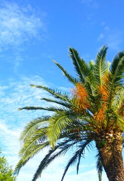 Tropic palm high in the sky with white fluffy clouds in Mediterranean city, tropical summer palm background