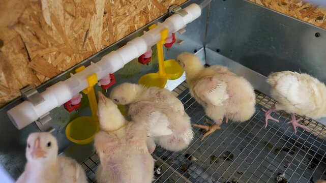 Newborn broiler chicks drinking water from an automatic nipple drinker system inside a cage at a poultry farm. Modern technology in livestock agriculture for growing and rearing birds for meat