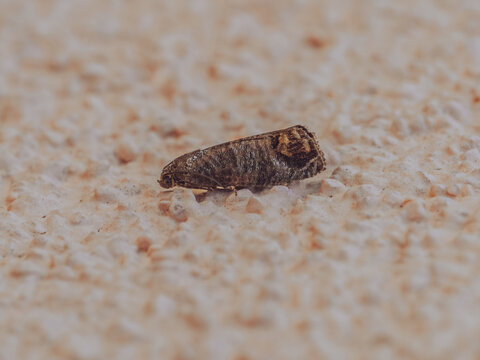 A side shot of Codling Moth 'Cydia pomonella' resting