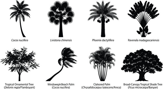 Tropical Tree and Palm Silhouettes Featuring Coconut Date Fan and Shade SpeciesTropical Tree and Palm Silhouettes Featuring Coconut Date Fan and Shade Species