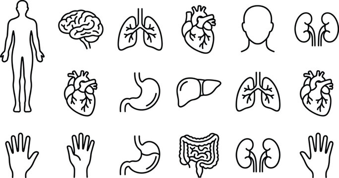 Vector Silhouette Icons of Human Body Organs and Anatomy Parts