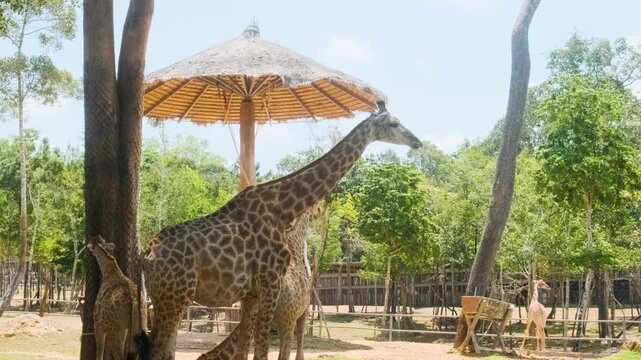 Group of giraffes standing beneath shaded shelter in tropical enclosure at safari park on Phu Quoc Island, Vietnam. Wildlife conservation, African mammals, ecotourism, zoology, animal education