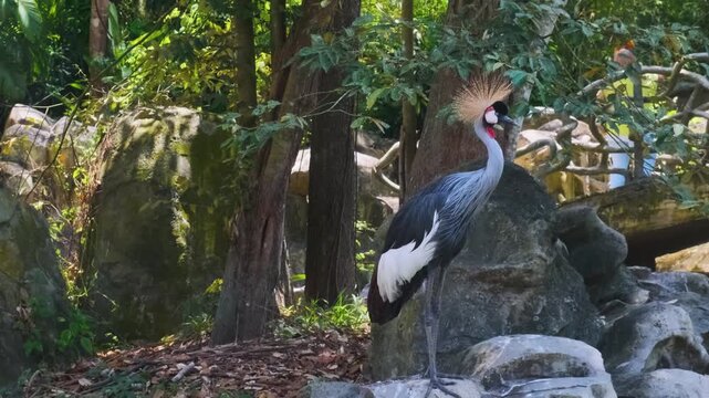 Grey crowned crane standing on rocks in tropical habitat at safari park on Phu Quoc Island, Vietnam. Bird conservation, wildlife education, tropical biodiversity, ecotourism and nature in Asia