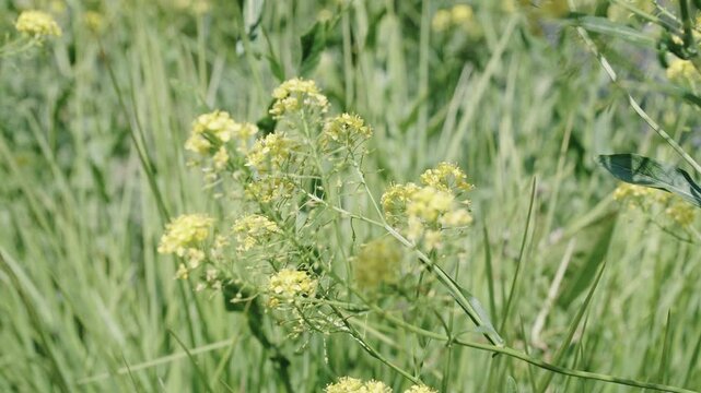 Natural flower plant. Flora nature. Bright blooming flower in nature. Foeniculum flower. Flowering nature closeup. Macro of flowering foeniculum plant. Yellow exotic foeniculum flower