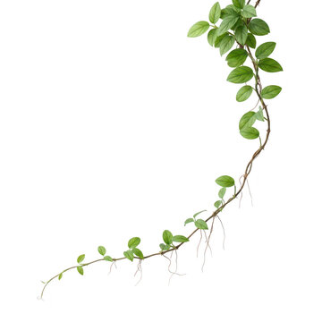 A vine with green leaves and roots growing on a white background  plant with many leaves and thin brown stems and aerial roots transparent background