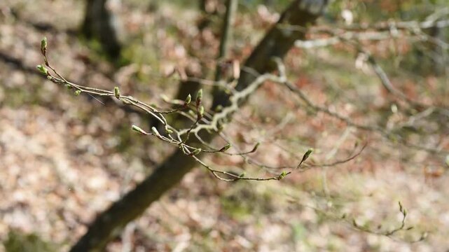 Young leaves coming from vegetative buds close up, tree twig sways in light wind