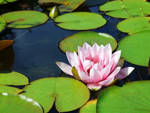Beautiful pink water lily among floating leaves on the water.