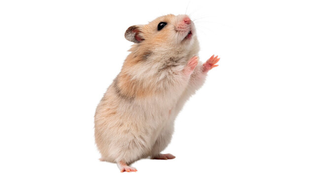 Small fluffy hamster standing on hind legs cute domestic rodent isolated on transparent background cut out