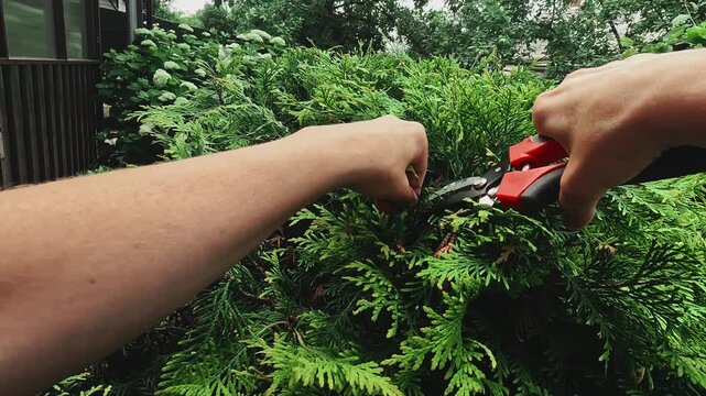 Woman pruning branches of thuja plant with garden scissors. Giving a round shape to a shrub. POV. Landscaping, tending to plants. Gardening.