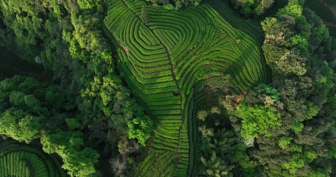 Aerial footage of tea farm landscape in China