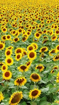 Aerial drone view of a beautiful blooming sunflower field, showcasing a peaceful countryside landscape