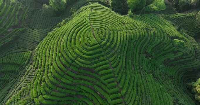 Aerial footage of tea farm landscape in China