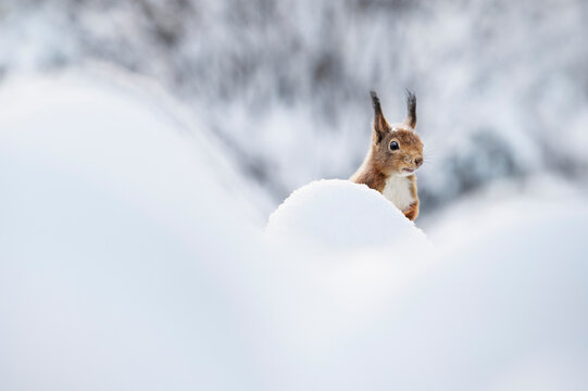 Eurasian red squirrel peeking out from behind a large white snowbank, looking alert and curious during a cold winter day with soft out of focus background.
