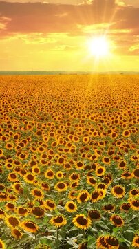 Aerial drone view of a beautiful blooming sunflower field at sunset, showcasing a peaceful countryside landscape