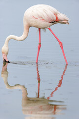 Greater flamingo (Phoenicopterus roseus) feeding in the shallow water of a lagoon in the Camargue, France. © DirkR