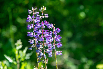 Obraz premium purple flowers in the sune
