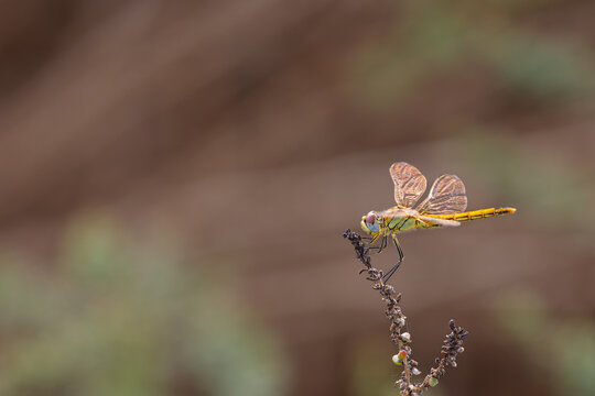 Female Red-veined darter (Sympetrum fonscolombii) sitting on a twig in the Camargue, France.