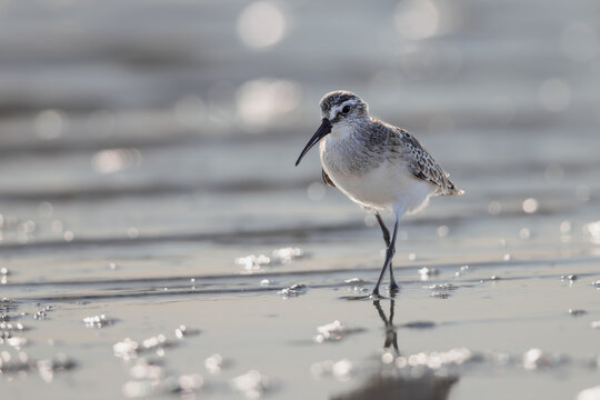 Curlew sandpiper (Calidris ferruginea) searching for food in a lagoon in the Camargue, France.