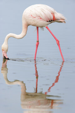 Greater flamingo (Phoenicopterus roseus) feeding in the shallow water of a lagoon in the Camargue, France.