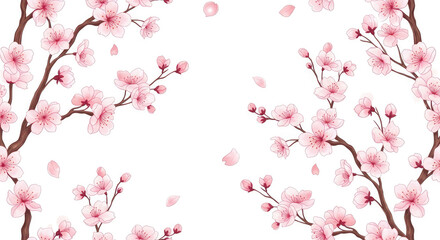 Fototapeta premium Cherry Blossom Branches With Delicate Pink Flowers on White Background