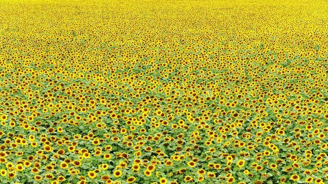 Aerial drone view of a beautiful blooming sunflower field, showcasing a peaceful countryside landscape