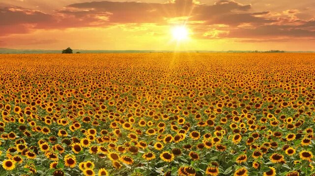 Aerial drone view of a beautiful blooming sunflower field at sunset, showcasing a peaceful countryside landscape