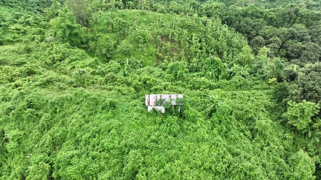 Abandoned shack overgrown with lush jungle vegetation