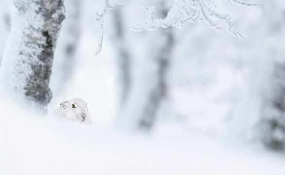 White mountain hare (Lepus timidus) in its winter coat, peeking out from a deep snow drift in a beautifully frosted, snow-covered forest.